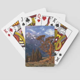 Jeu De Cartes États-Unis, Wyoming, Grand Teton NP. Un cèdre soli