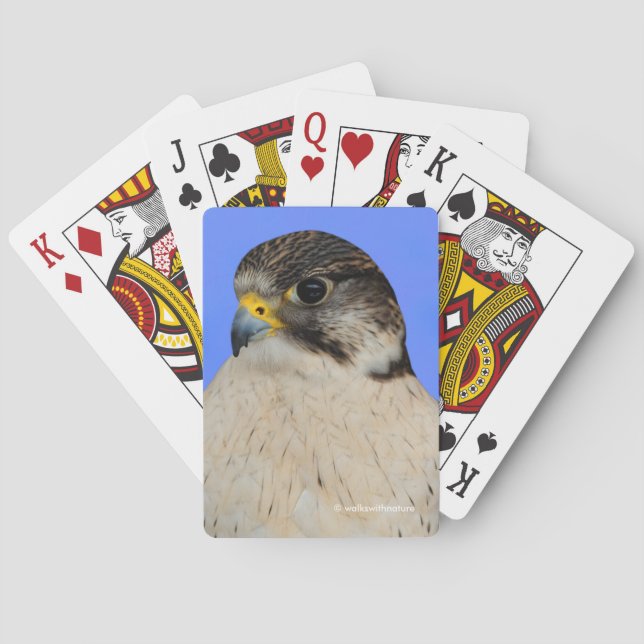 Jeu De Cartes Faucon hybride Saker Gyrfalcon (dos)