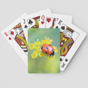 Jeu De Cartes femme au sommet