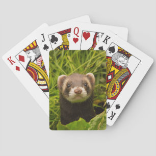 Jeu De Cartes Ferret Brown mignon dans l'herbe photo