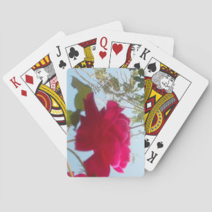 Jeu De Cartes Fleur céleste : Un Rose contre le ciel