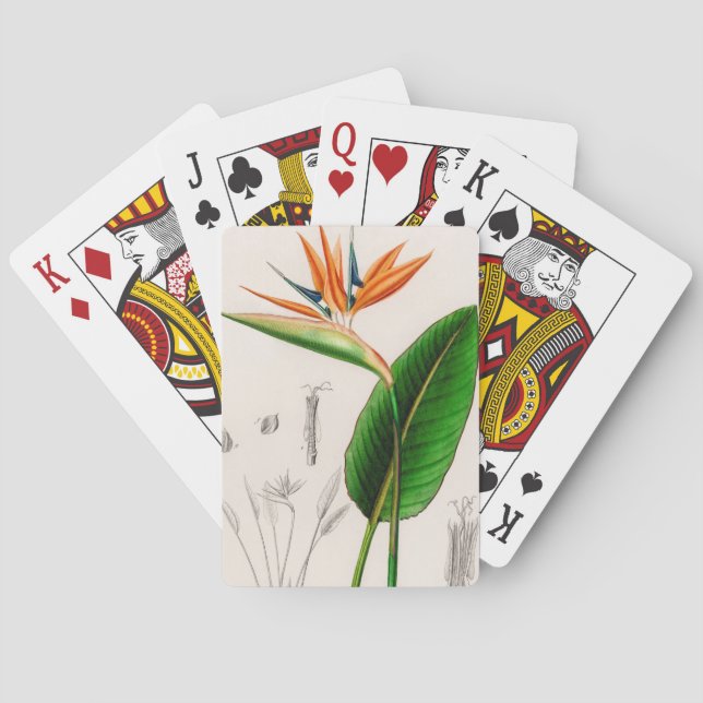 Jeu De Cartes Fleur du paradis vintage illustré (dos)