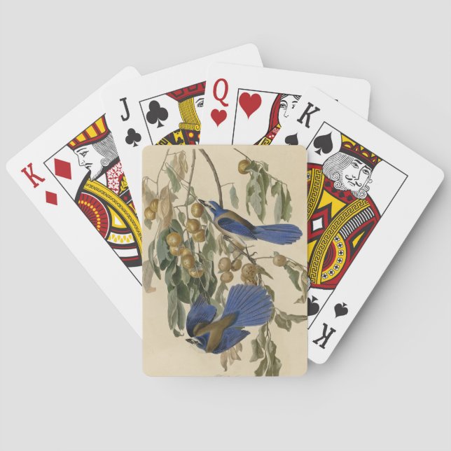 Jeu De Cartes Florida Jay (Scrub-Jay) Audubon's Birds of America (dos)