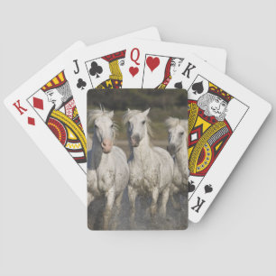 Jeu De Cartes France, Camargue. Chevaux courir