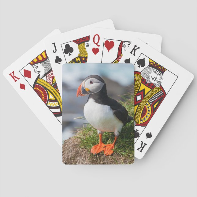 Jeu De Cartes Fratercula Arctica (dos)