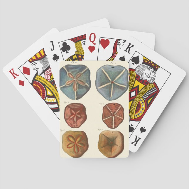 Jeu De Cartes Gemmes Dollars De Sable (dos)