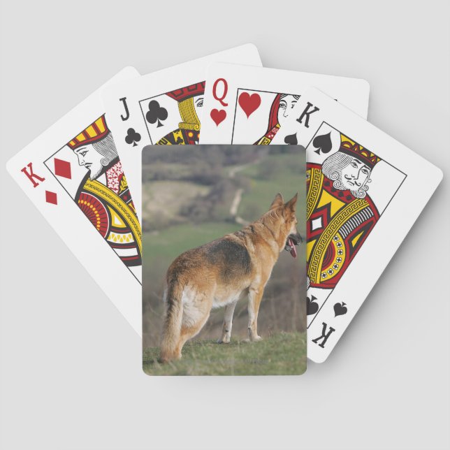 Jeu De Cartes German Shephard Looking Down Hill (dos)