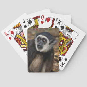 Jeu De Cartes Gibbon à mains blanches (Hylobates Lar), Monkeylan