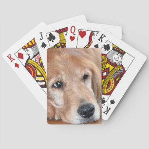 Jeu De Cartes Golden Retriever Closeup