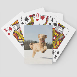 Jeu De Cartes Goldendoodle Traversant Le Champ