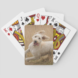 Jeu De Cartes Goldendoodle traverse l'herbe