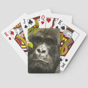 Jeu De Cartes Gorille des montagnes, Gorilla beringei beringei,