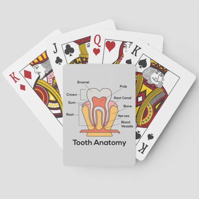 Jeu De Cartes Graphique d'anatomie des dents (dos)