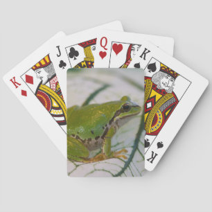 Jeu De Cartes Grenouille d'arbre Pacifique sur des fleurs dans
