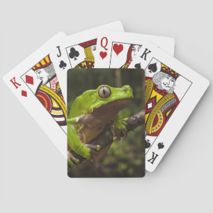 Jeu De Cartes grenouille géante à feuilles (Phyllomedusa bicolor