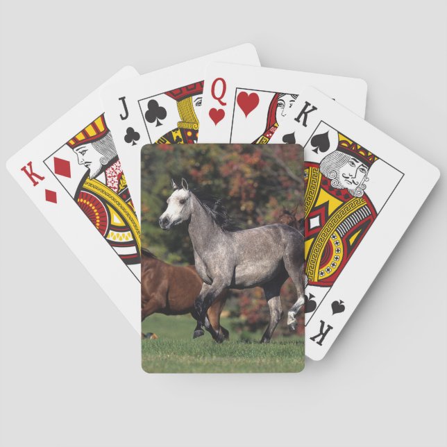 Jeu De Cartes Groupe de fonctionnement arabe de chevaux (dos)