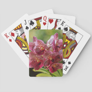 Jeu De Cartes Groupe tropical d'orchidées de Vanda