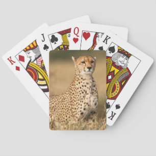 Jeu De Cartes Guépard sur un petit monticule pour une meilleure 