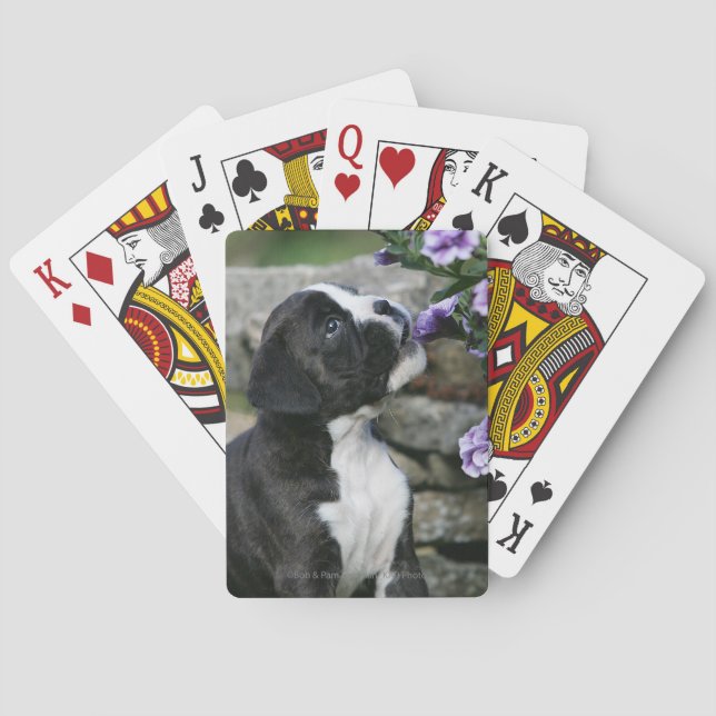 Jeu De Cartes Halètement de chien de boxeur (dos)