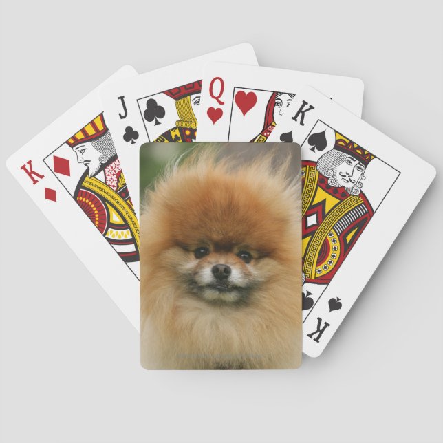 Jeu De Cartes Headshot de Pomeranian regardant l'appareil-photo (dos)