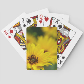 Jeu De Cartes Hélénium de marguerite jaune