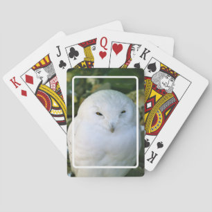 Jeu De Cartes Hibou des neiges