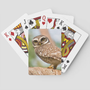 Jeu De Cartes Hibou repéré sur le vol de matin