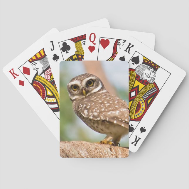 Jeu De Cartes Hibou repéré sur le vol de matin (dos)
