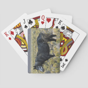 Jeu De Cartes Horse du Désert