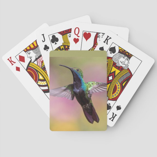 Jeu De Cartes Humming Bird (dos)