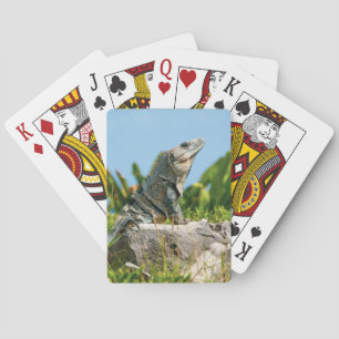 Jeu De Cartes Iguana