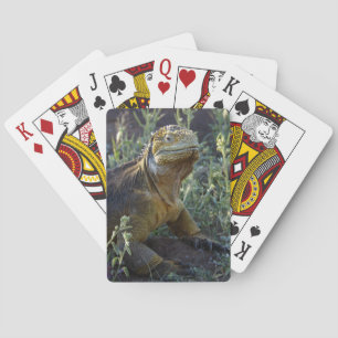 Jeu De Cartes Iguana verte sud-américaine