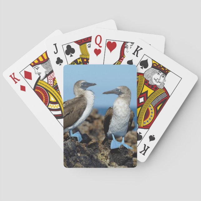 Jeu De Cartes Îles Galapagos, île d'Isabela (dos)