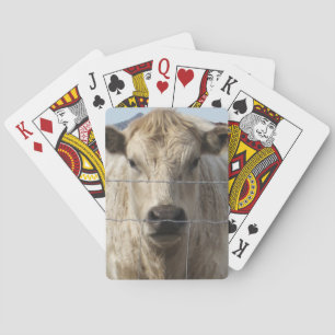 Jeu De Cartes It's a Roundup Cattle Charolais Face Western