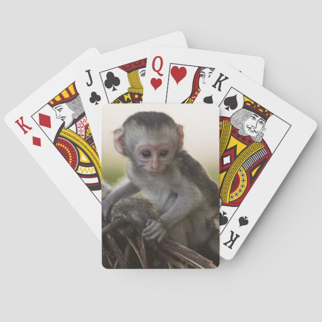 Jeu De Cartes Kenya, Samburu Game Reserve. Vervet Monkey (dos)