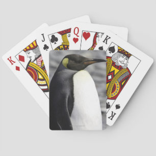 Jeu De Cartes King Penguin, plaine de Salisbury, Géorgie du Sud