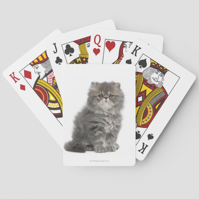 Jeu De Cartes Kitten persan (2 mois) assis (dos)