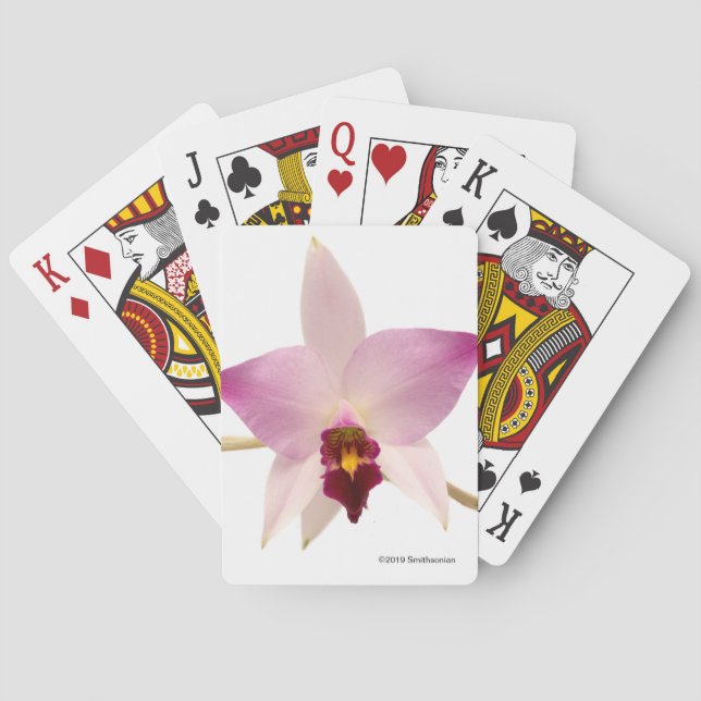 Jeu De Cartes Laelia Ancep (dos)