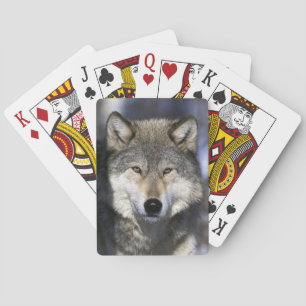 Jeu De Cartes L'Amérique du Nord, Etats-Unis, Minnesota. Canis