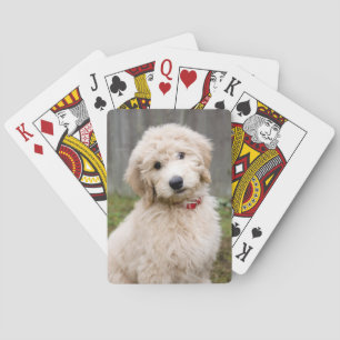 Jeu De Cartes Le Chiot De Goldendoodle S'Assis Dans L'Herbe