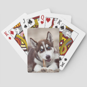 Jeu De Cartes Le chiot sibérien Husky à la plage