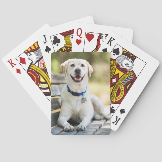 Jeu De Cartes Le Labrador Jaune Est Sur Le Banc (dos)