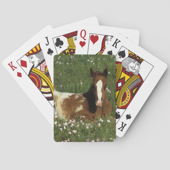 Jeu De Cartes Le poulain d'Appaloosa qui s'allonge en fleurs (dos)