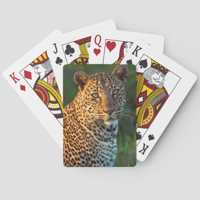 Jeu De Cartes Léopard masculin (Panthera Pardus) CUB adulte (dos)