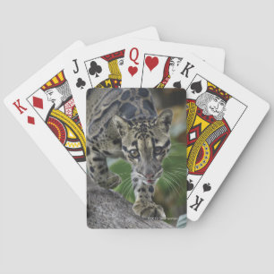 Jeu De Cartes Léopard opacifié sur le mouvement