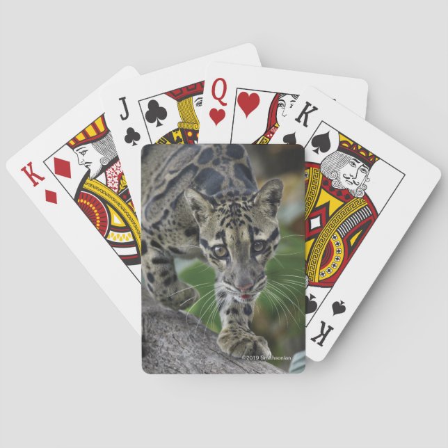 Jeu De Cartes Léopard opacifié sur le mouvement (dos)