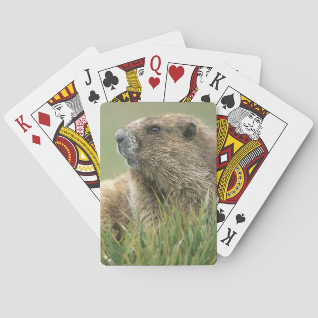Jeu De Cartes Les Etats-Unis, Washington, NP olympique, Marmot (dos)