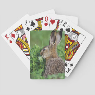 Jeu De Cartes Lièvre brun, Lepus europaeus, jeune mangeant,