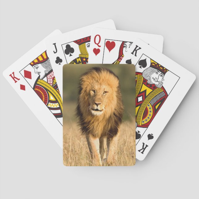 Jeu De Cartes Lion mâle marchant (dos)