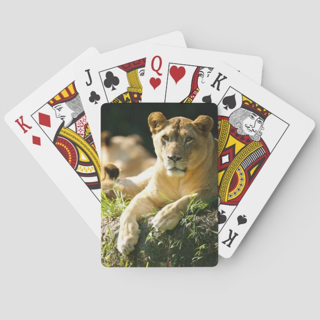 Jeu De Cartes Lions (dos)